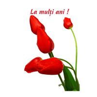 FELICITARE DMP 0047