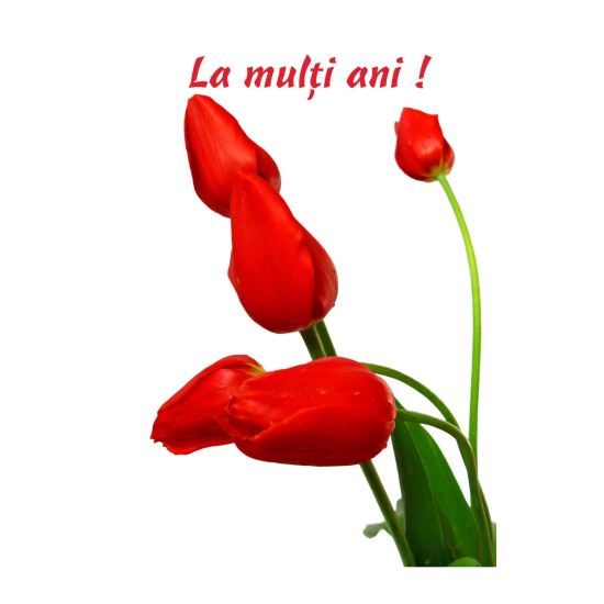 FELICITARE DMP 0047