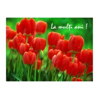 FELICITARE DMV 0028