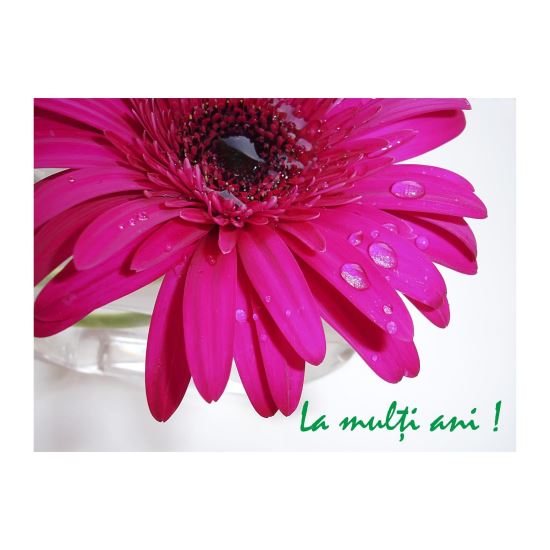 FELICITARE DMV 0039
