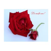 FELICITARE DMV 0034