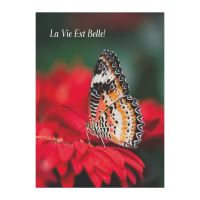 FELICITARE DMV 0104