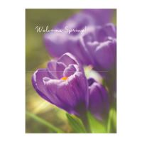 FELICITARE DMV 0096