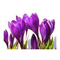 FELICITARE DMV 0026