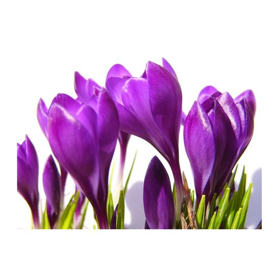 FELICITARE DMV 0026