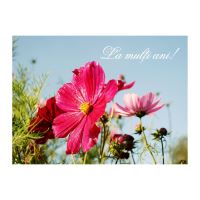 FELICITARE DMV 0083
