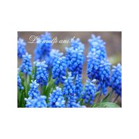 FELICITARE DMV 0082