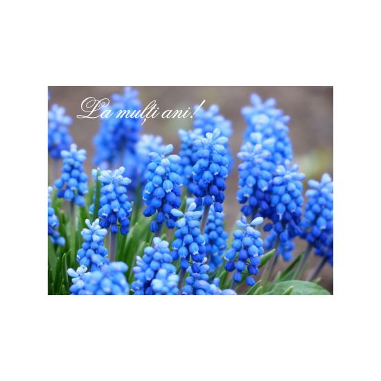 FELICITARE DMV 0082