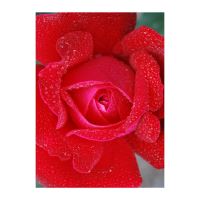 FELICITARE DMV 0081