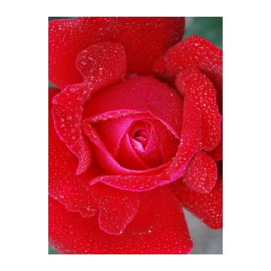 FELICITARE DMV 0081