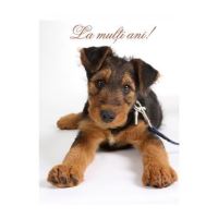 FELICITARE DMA 0013