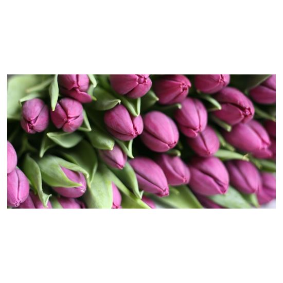 FELICITARE FLV 0018