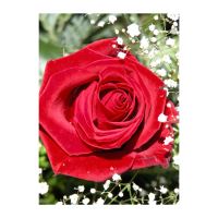 FELICITARE DMV 0027