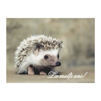 FELICITARE DMA 0020