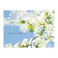 FELICITARE DMV 0095